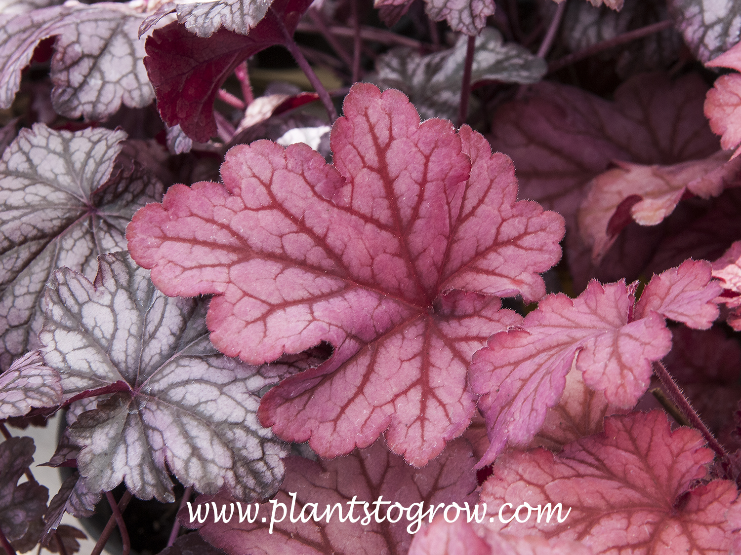 Heuchera ‘Berry Smoothie’